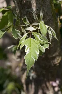 acer neg. 'variegatum' ( 'argenteovar.') 12/14 C - afbeelding 4