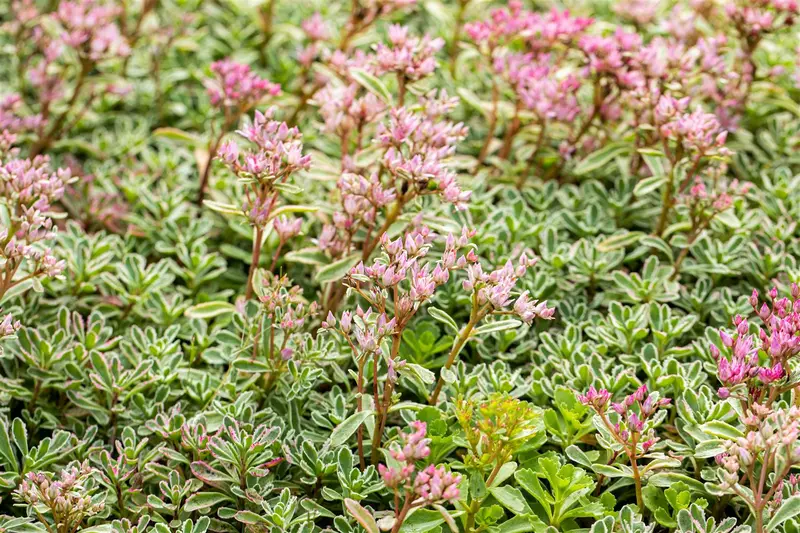 Sedum spur. 'Variegatum' P9