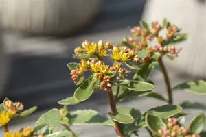 sedum kamt. 'variegatum' P9 - afbeelding 5