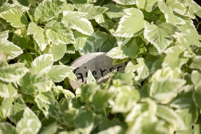Aegopodium pod. 'Variegatum' P9 - afbeelding 2