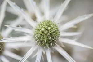 eryngium variifolium P9