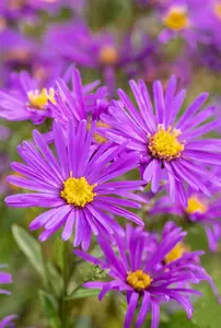 Aster amellus 'Veilchenkönigin' ( 'violet queen') P9 - afbeelding 3
