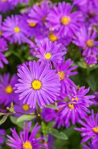 Aster amellus 'Veilchenkönigin' ( 'violet queen') P9 - afbeelding 2