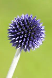 Veitchs Blue - afbeelding 4