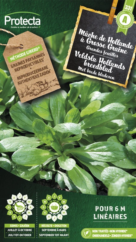 veldsla hollands breedblad