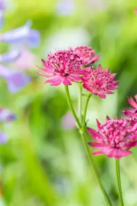 astrantia maj. 'venice'® P9 - afbeelding 2
