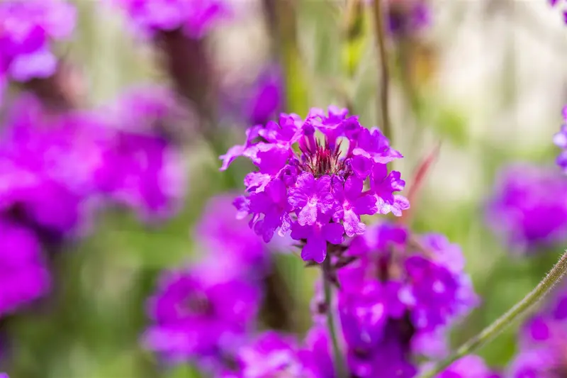 verbena rigida (venosa) P9 - afbeelding 1