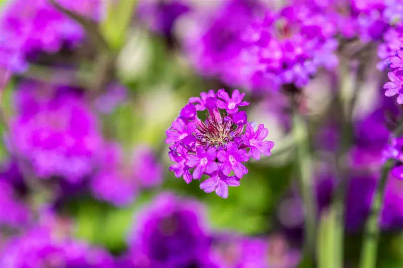 verbena rigida (venosa) P9 - afbeelding 2