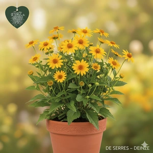Heliopsis helianthoides var. scabra 'Venus' P11