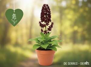 Veratrum nigrum P9