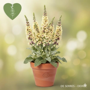 Verbascum chaixii 'Sixteen Candles' P9