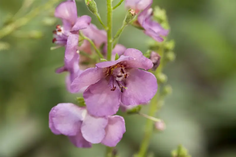 Verbascum 'Honey Dijon' P9 - afbeelding 1