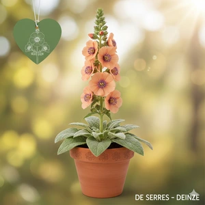 Verbascum x cultorum 'Cotswold Queen' P9