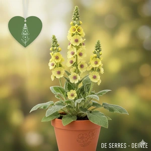 Verbascum 'Gainsborough' P9