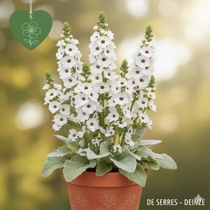 Verbascum x cultorum 'White Domino' P9