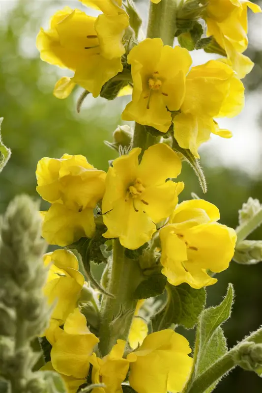 Verbascum phlomoides 'Spica' P9 - afbeelding 2