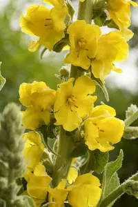 Verbascum phlomoides 'Spica' P9 - afbeelding 2