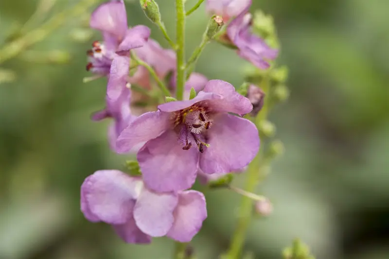 Verbascum phoeniceum 'Violetta' P9