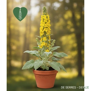 Verbascum thapsus P9