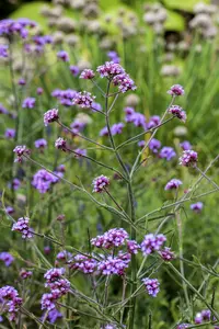 Verbena bon. 'Lollipop'® C1.5 - afbeelding 1