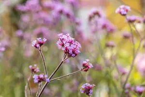 Verbena bon. 'Lollipop'® C1.5 - afbeelding 3