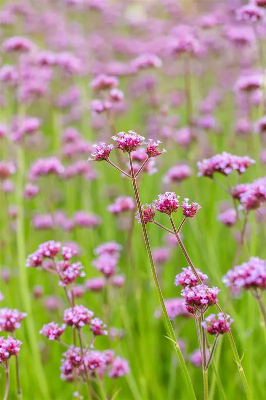 Verbena bonariensis 'Vanity' P9 - afbeelding 5