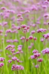 Verbena bonariensis 'Vanity' P9 - afbeelding 5