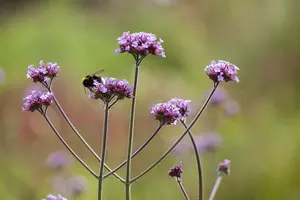 Verbena bonariensis 'Vanity' P9 - afbeelding 1