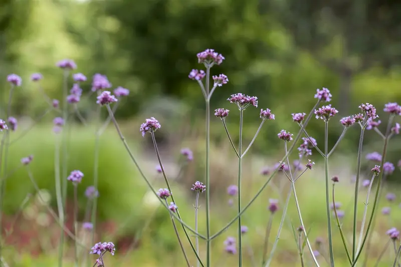 Verbena bonariensis 'Vanity' P9 - afbeelding 2