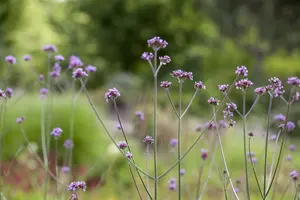 Verbena bonariensis 'Vanity' P9 - afbeelding 2