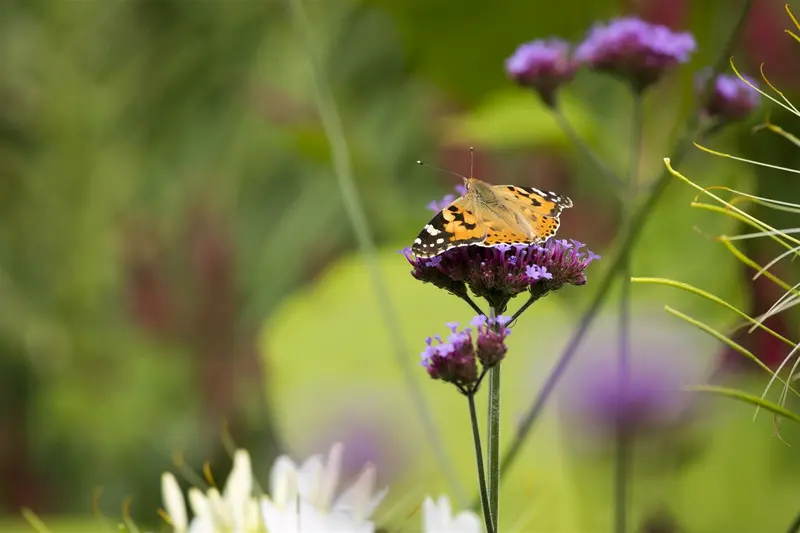 Verbena bonariensis 'Vanity' P9 - afbeelding 3