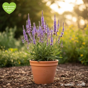 Verbena hastata 'Blue Spires' P9