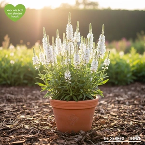 Verbena hastata 'White Spires' P9