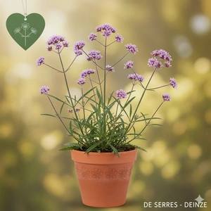 Verbena officinalis var. grandiflora 'Bampton' P9