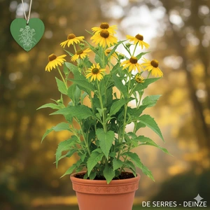 Verbesina alternifolia P9