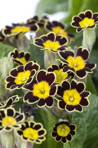 primula veris P9 - afbeelding 2