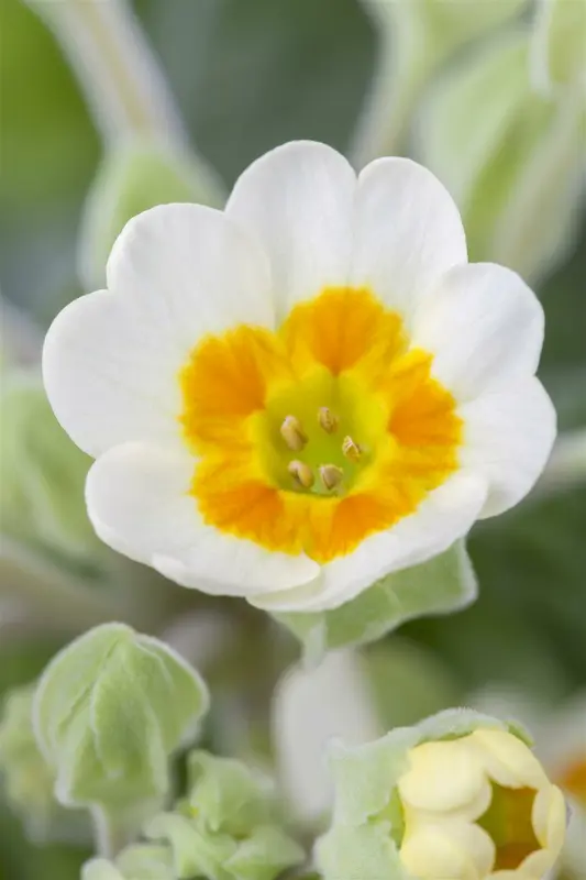primula veris P9 - afbeelding 3