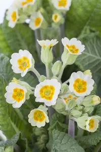 primula veris P9 - afbeelding 4