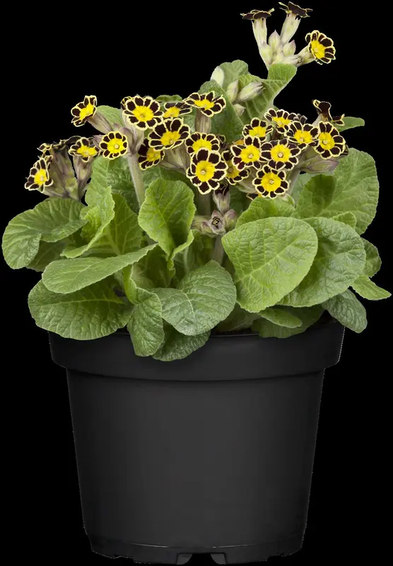 primula veris P9 - afbeelding 1