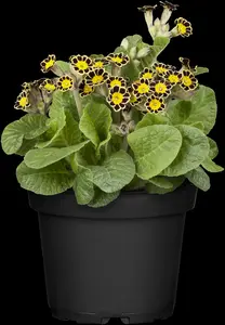 primula veris P9 - afbeelding 1