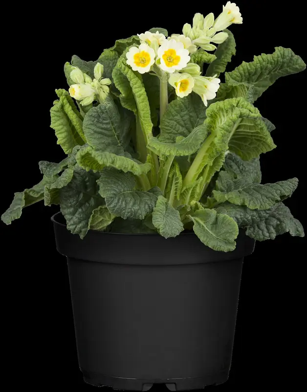 primula veris P9 - afbeelding 5