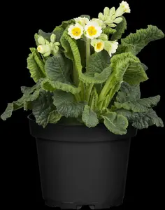 primula veris P9 - afbeelding 5