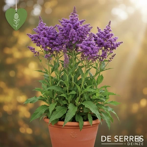 Vernonia crinita 'Mammuth' P9