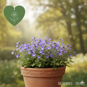 Veronica chamaedrys P9