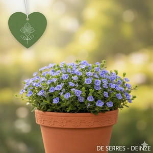 Veronica petraea 'Madame Mercier' P9