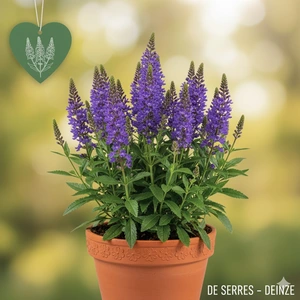 Veronica subsessilis 'Sunny Border Blue' P9