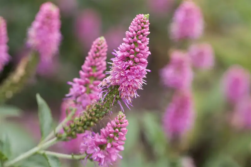 Veronica longif. 'Alba' P9 - afbeelding 5