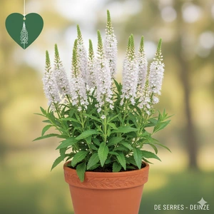 Veronica longifolia 'Charlotte' P9