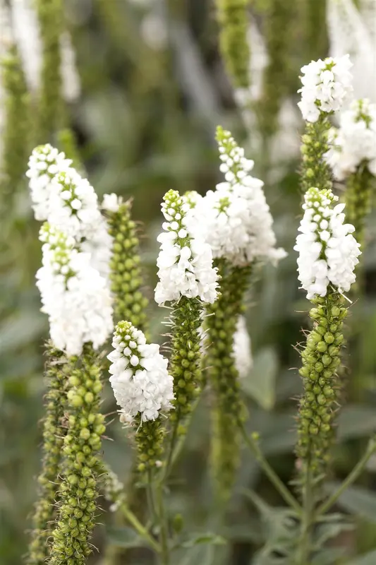 longifolia - afbeelding 7