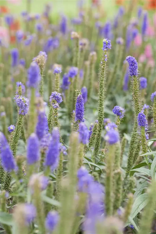 longifolia - afbeelding 9